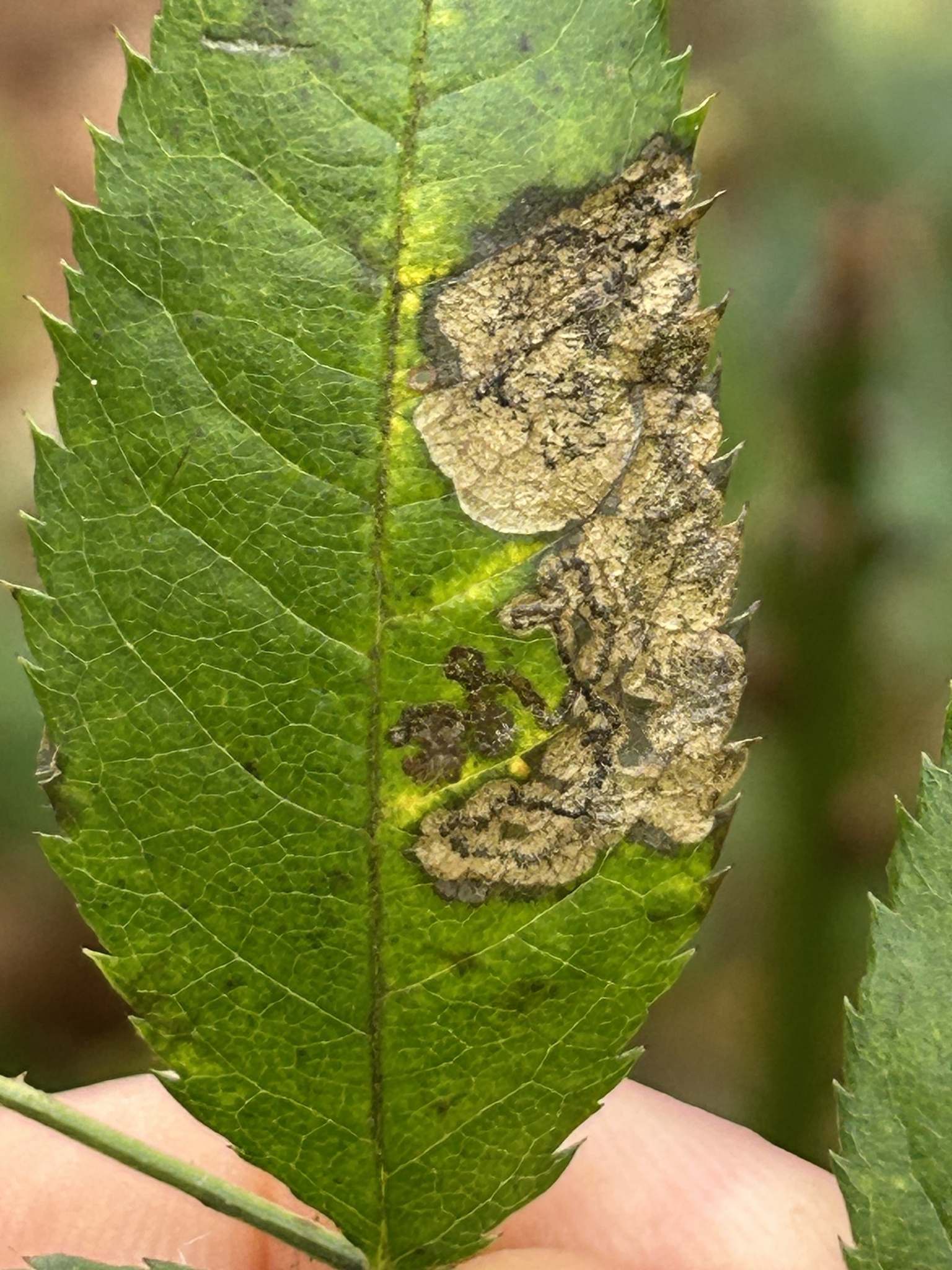Ectoedemia angulifasciella
