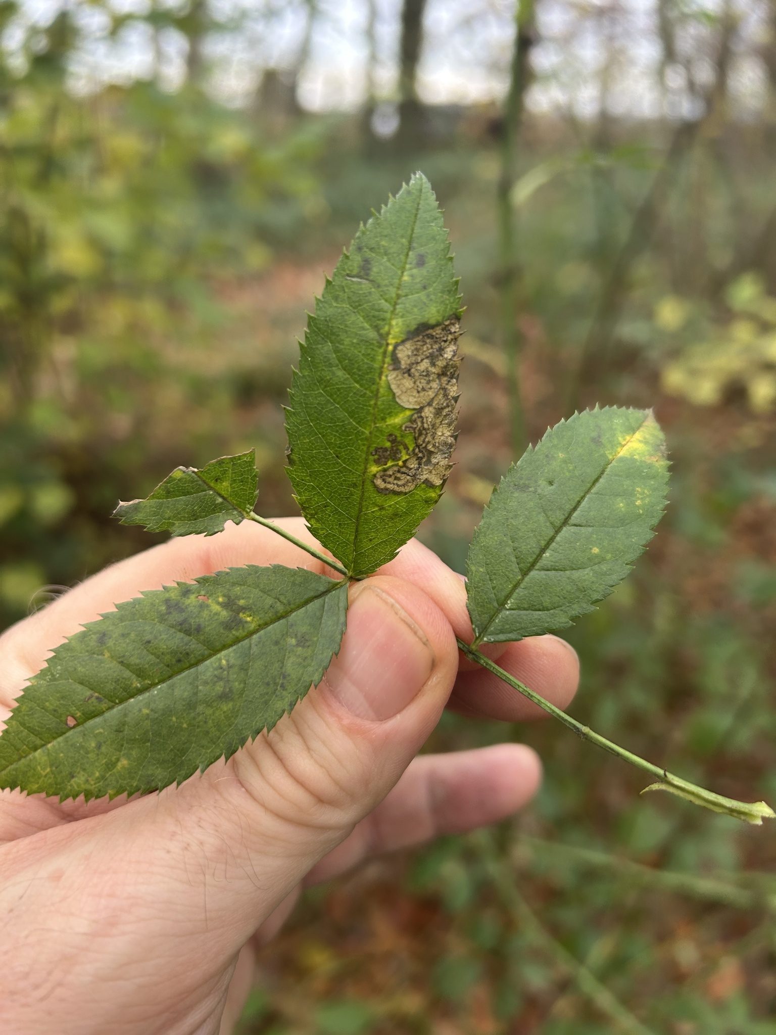 Ectoedemia angulifasciella