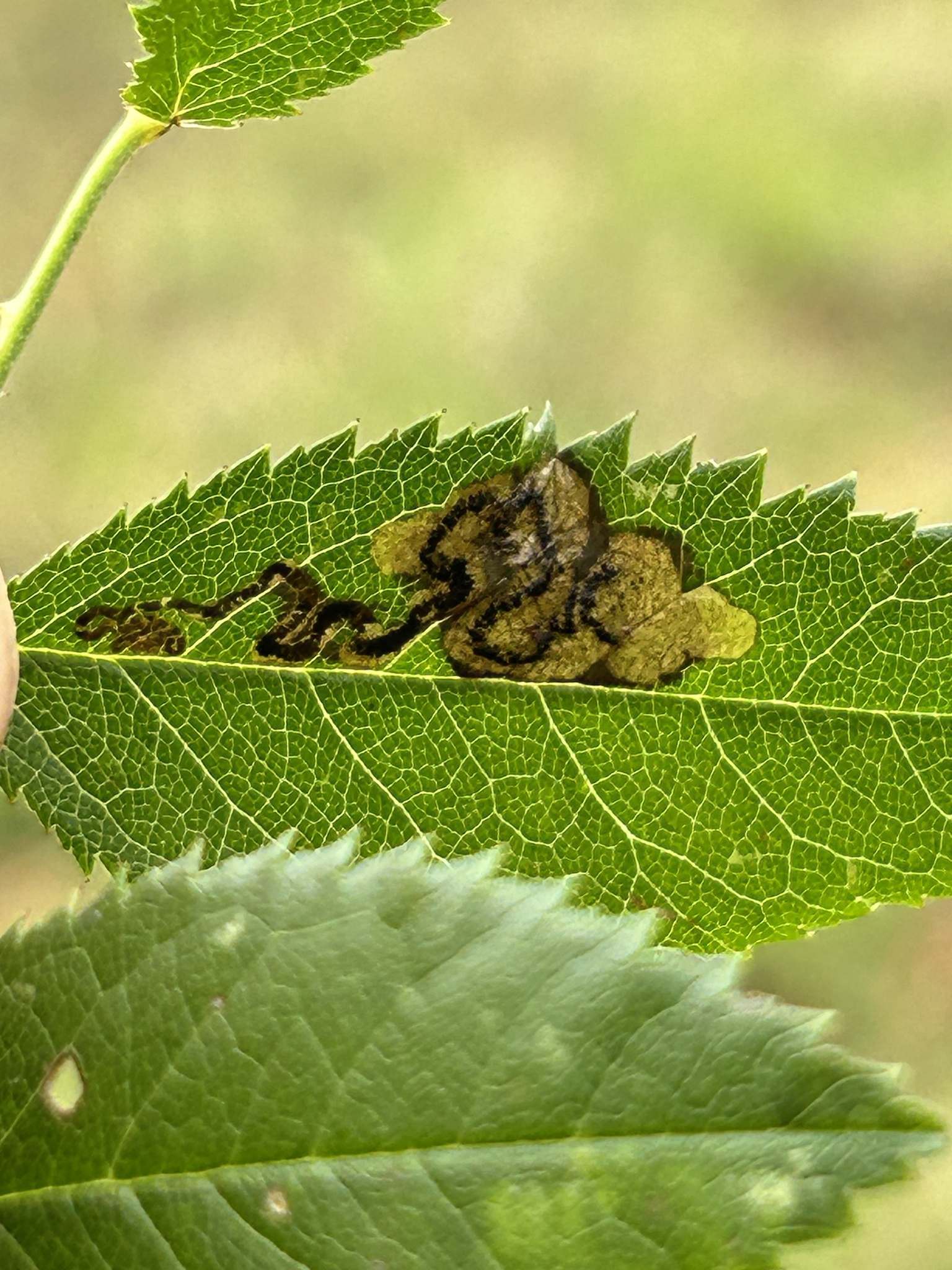 Ectoedemia angulifasciella