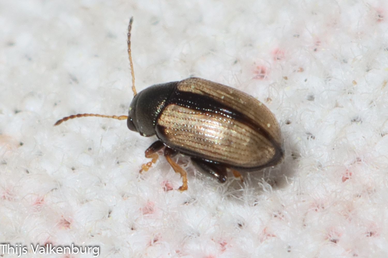 Chaetocnema conducta