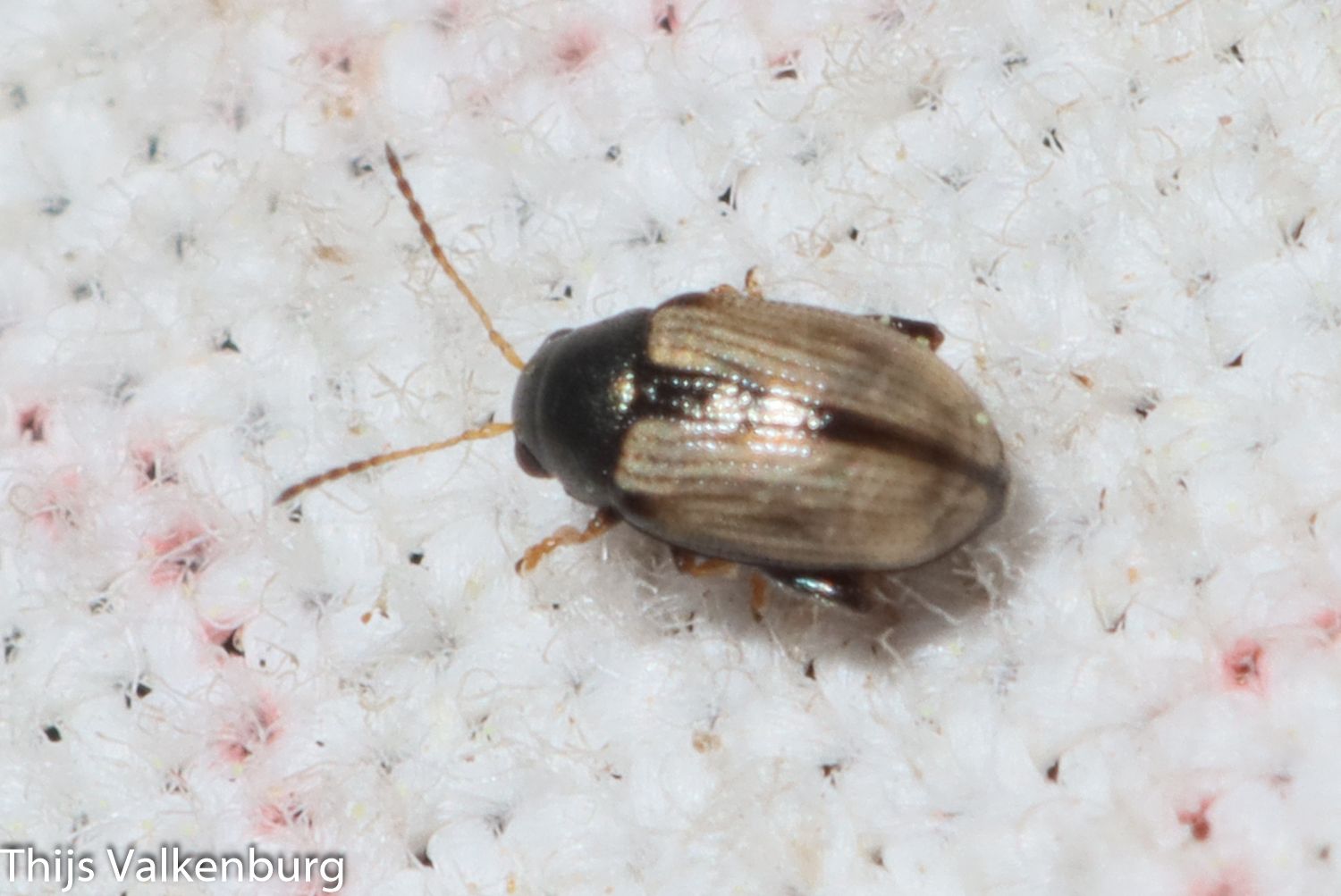Chaetocnema conducta