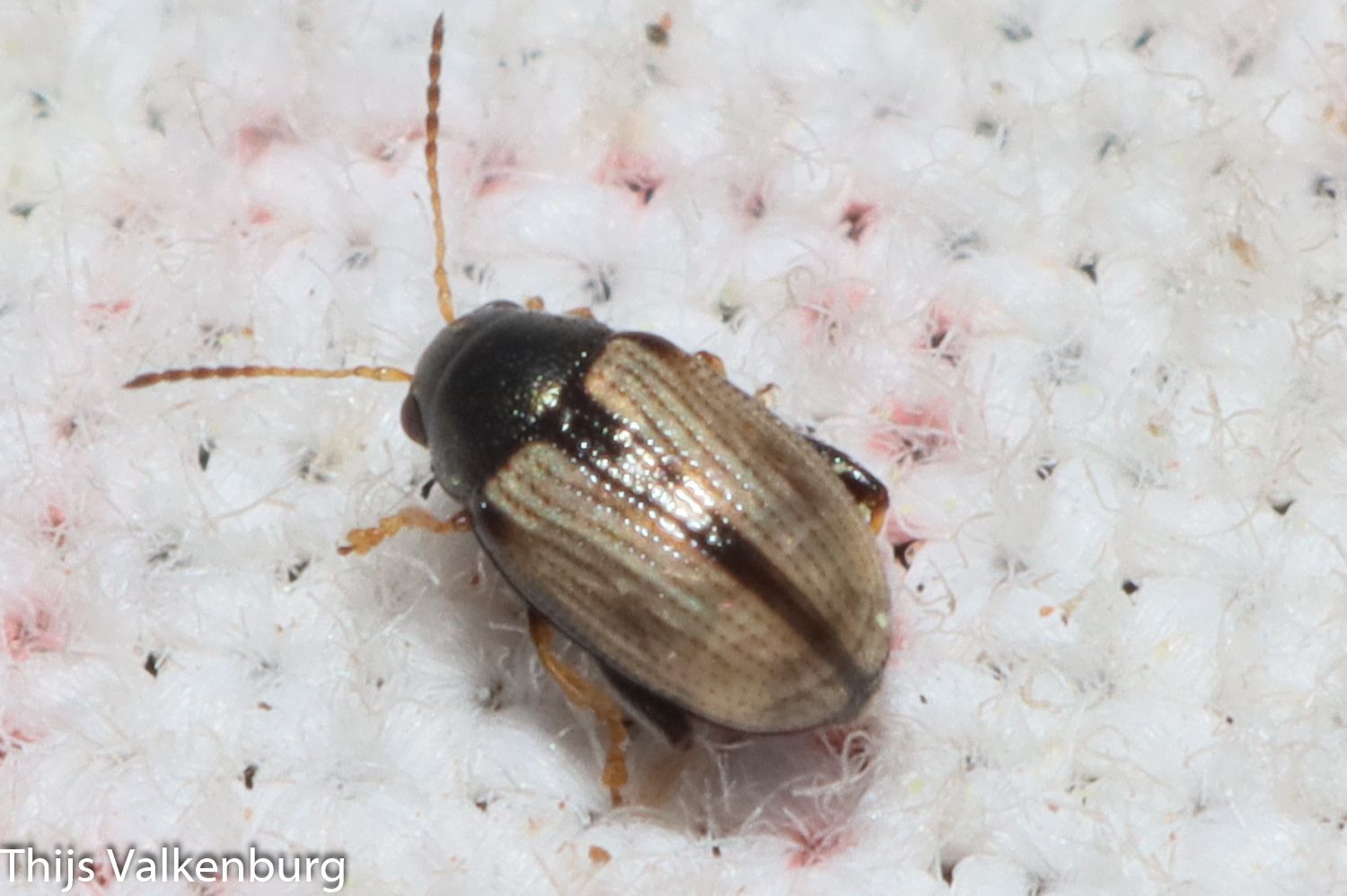 Chaetocnema conducta