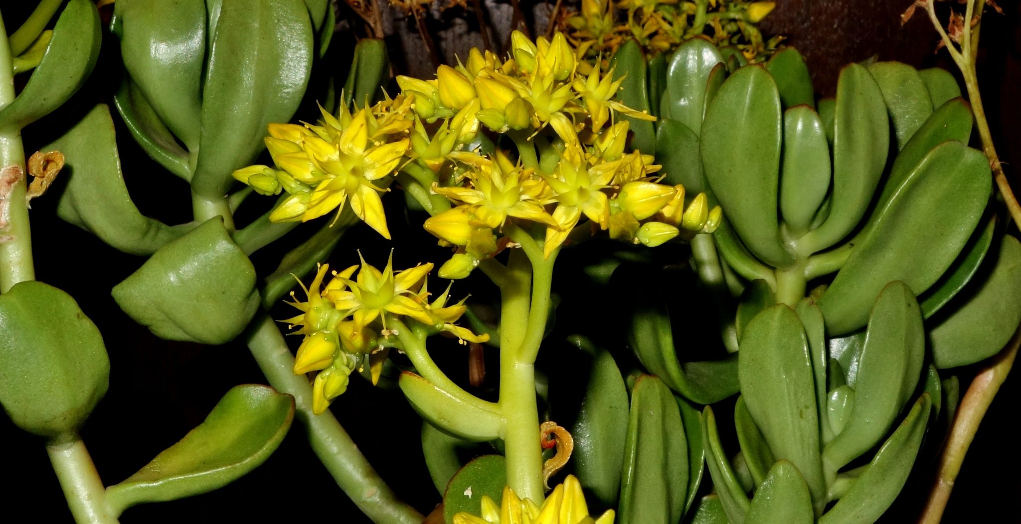 Sedum praealtum