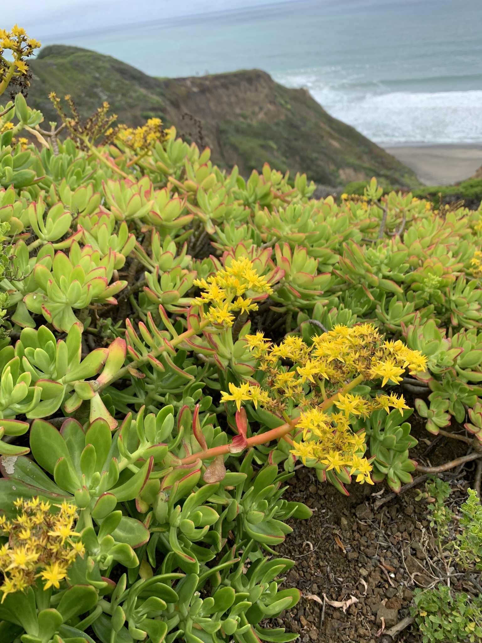 Sedum praealtum