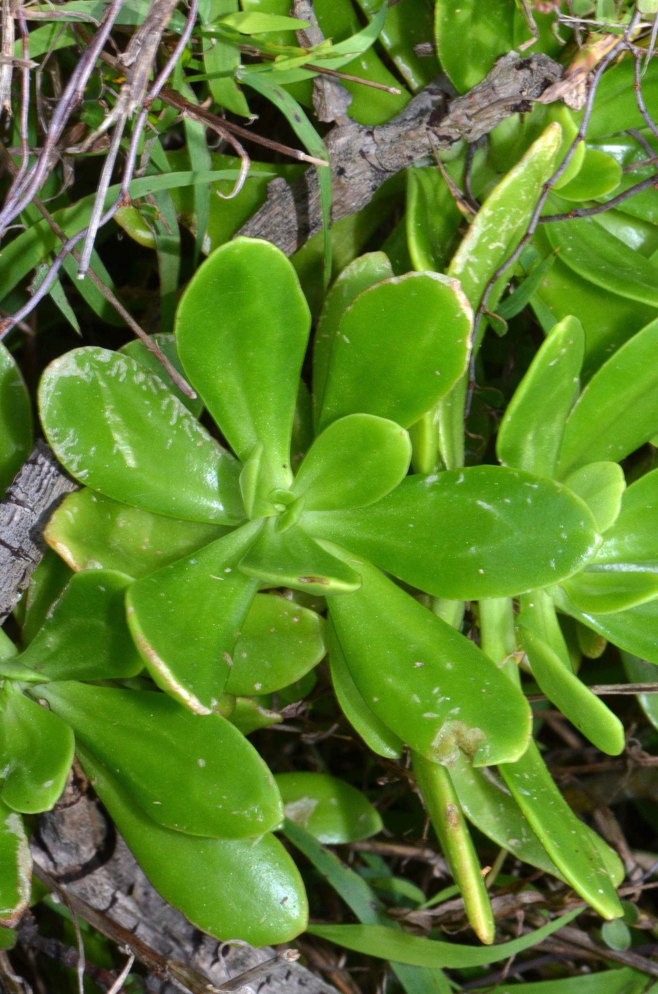 Sedum praealtum