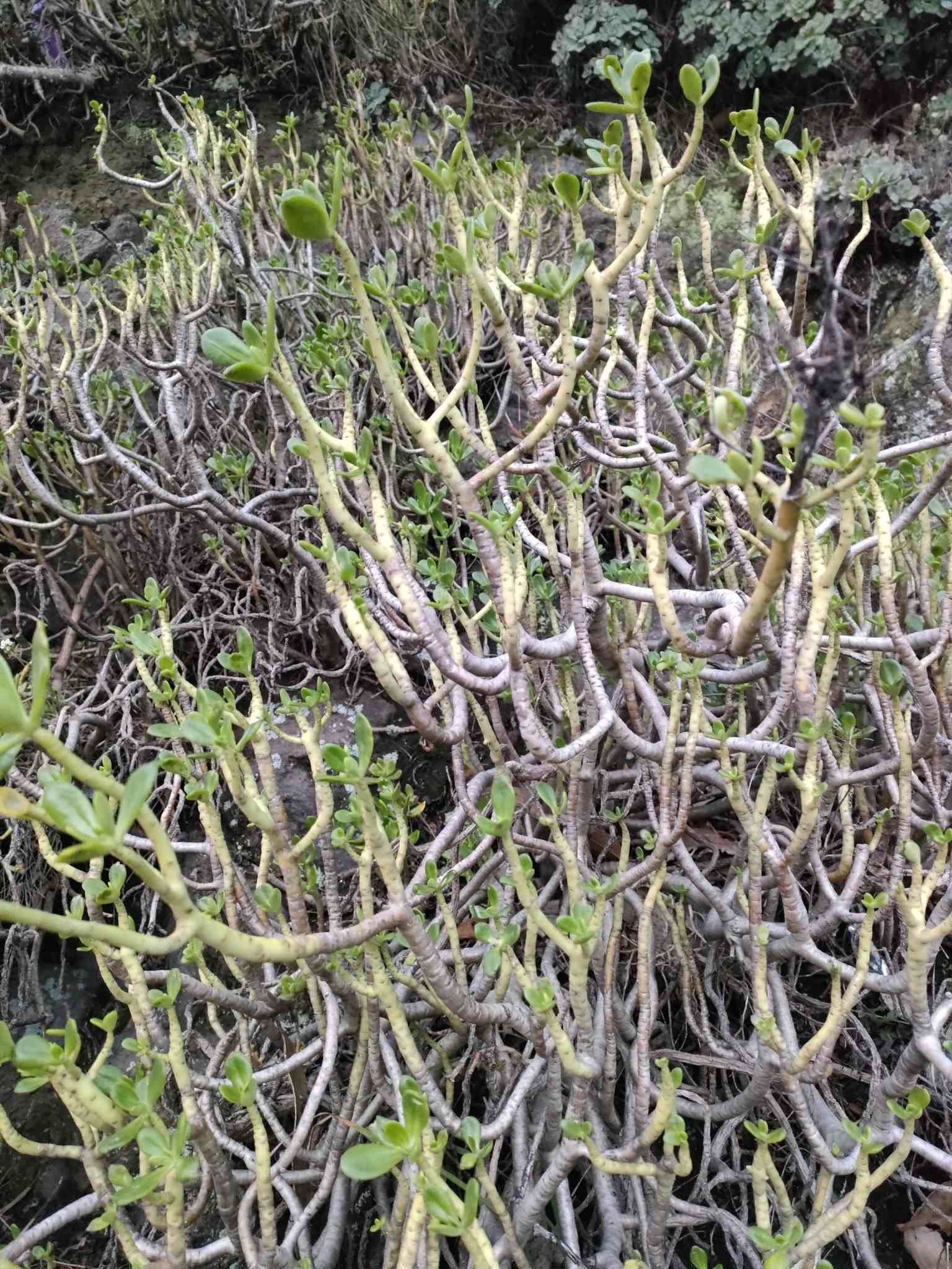 Sedum praealtum