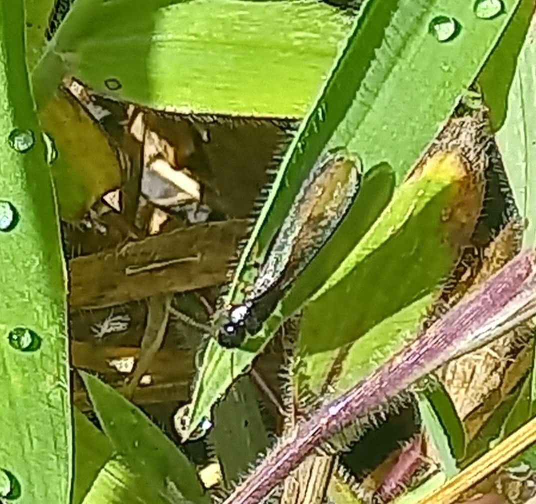 Rugitermes