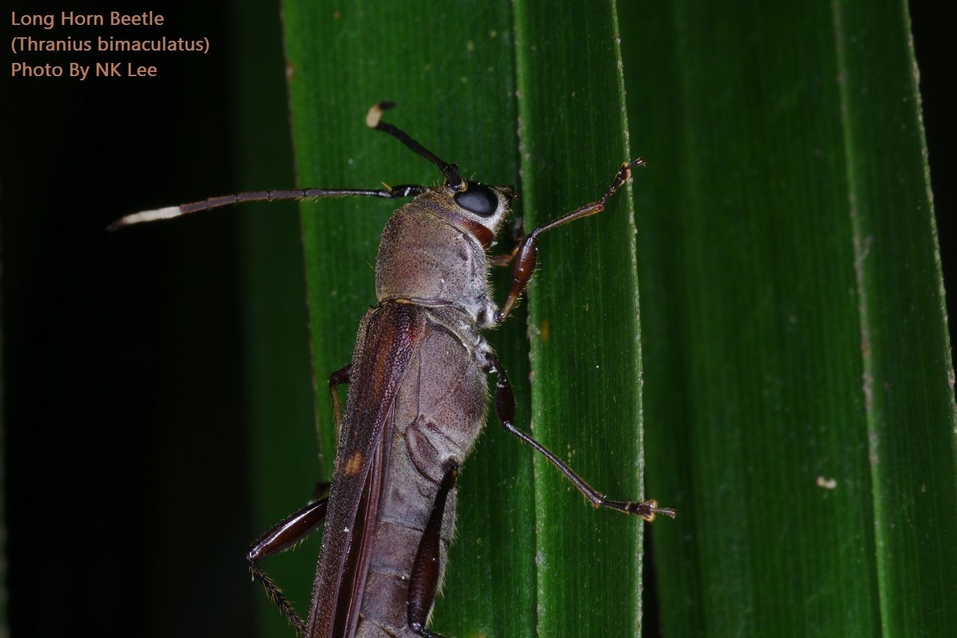 Thranius