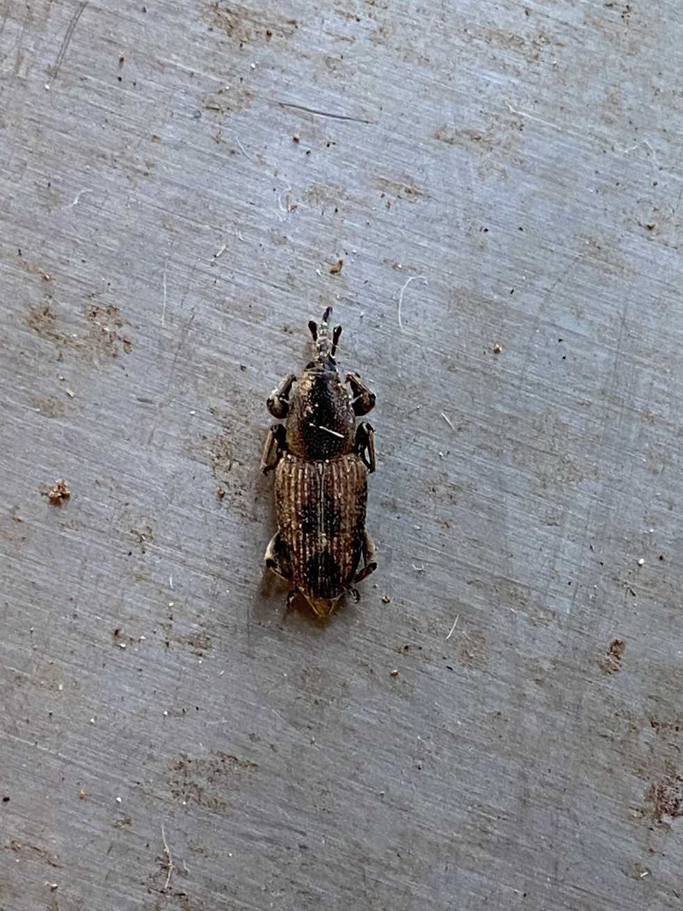 Rhabdoscelus obscurus