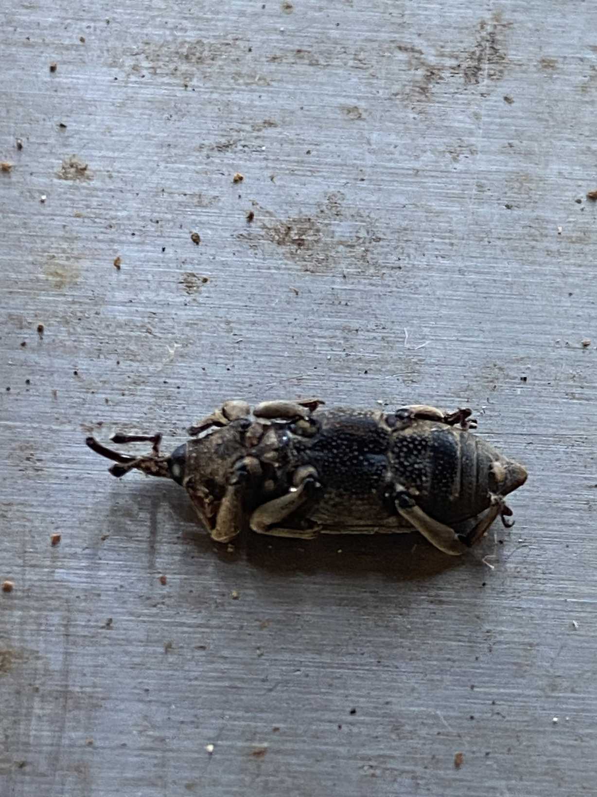 Rhabdoscelus obscurus