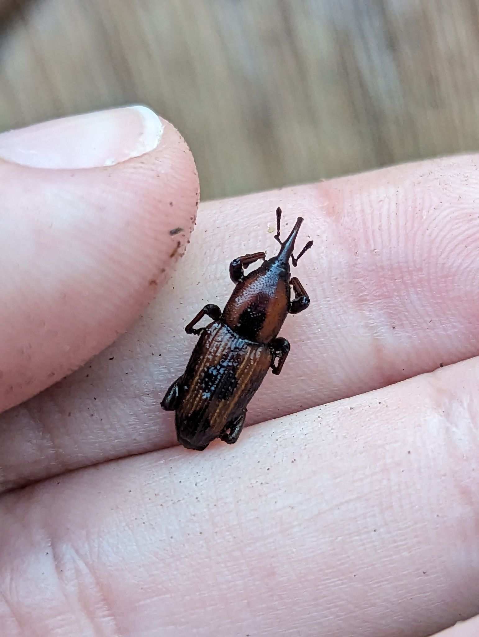 Rhabdoscelus obscurus