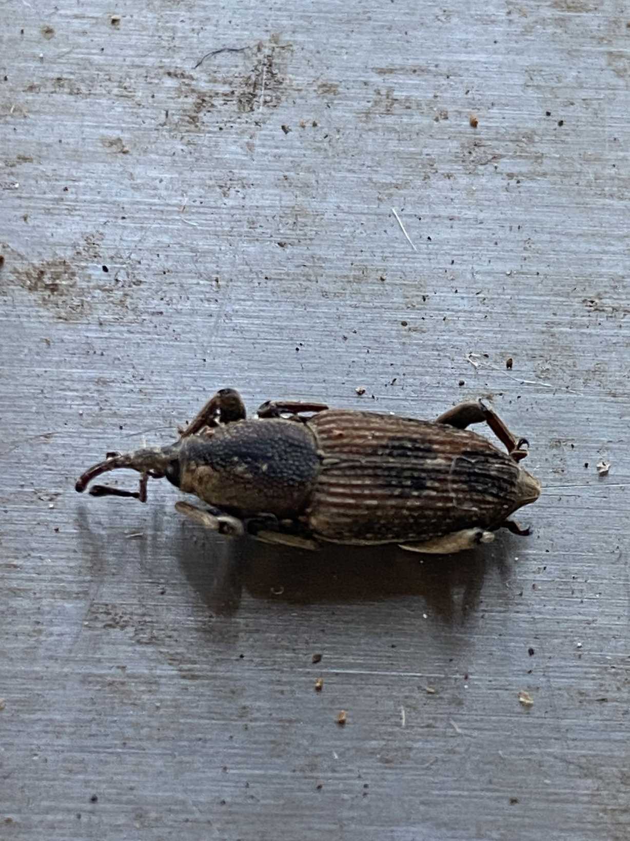 Rhabdoscelus obscurus