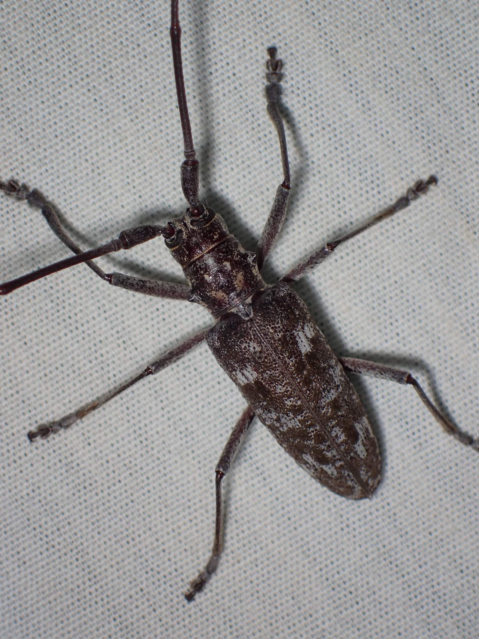 Monochamus titillator