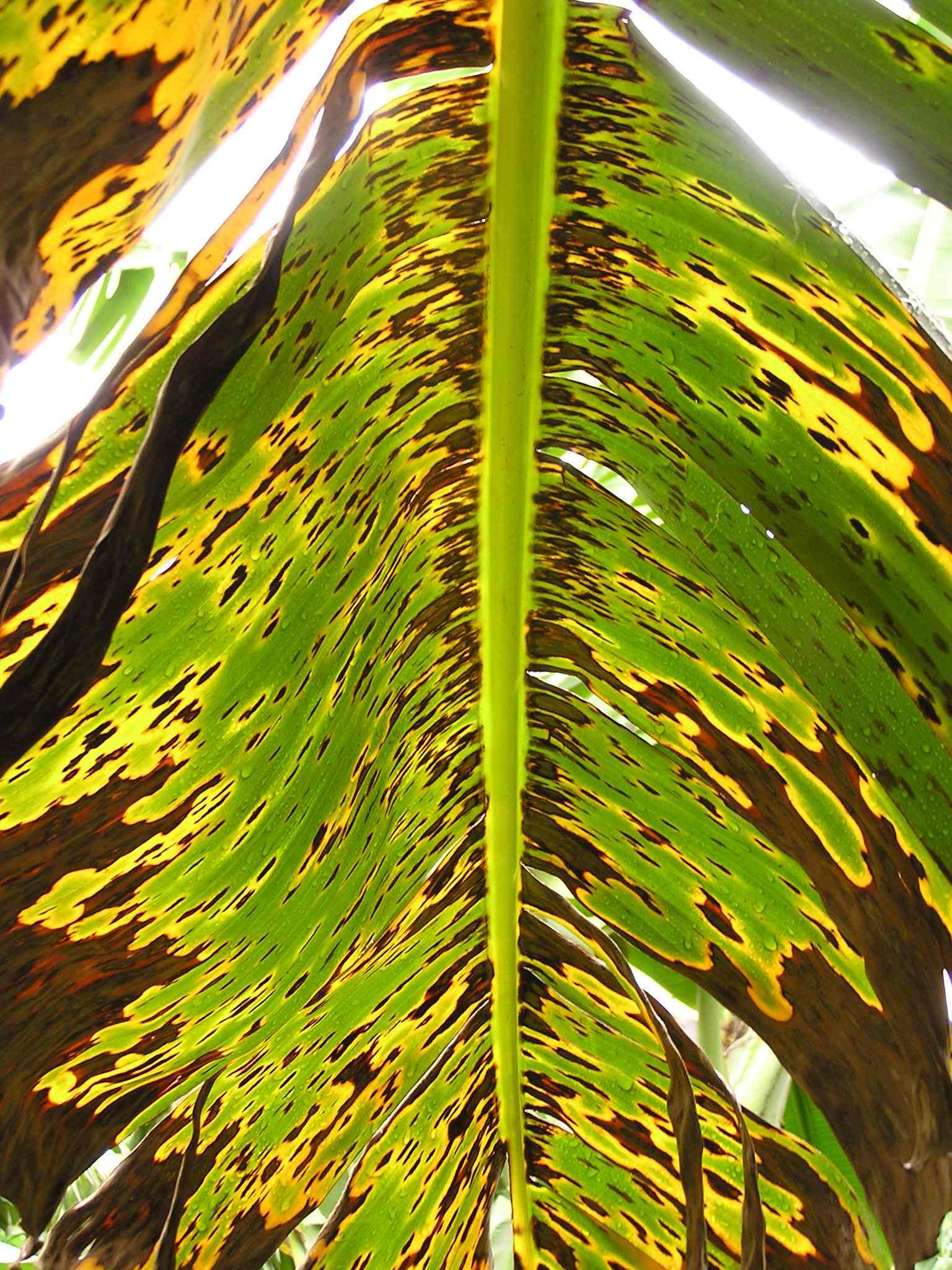 Pseudocercospora fijiensis