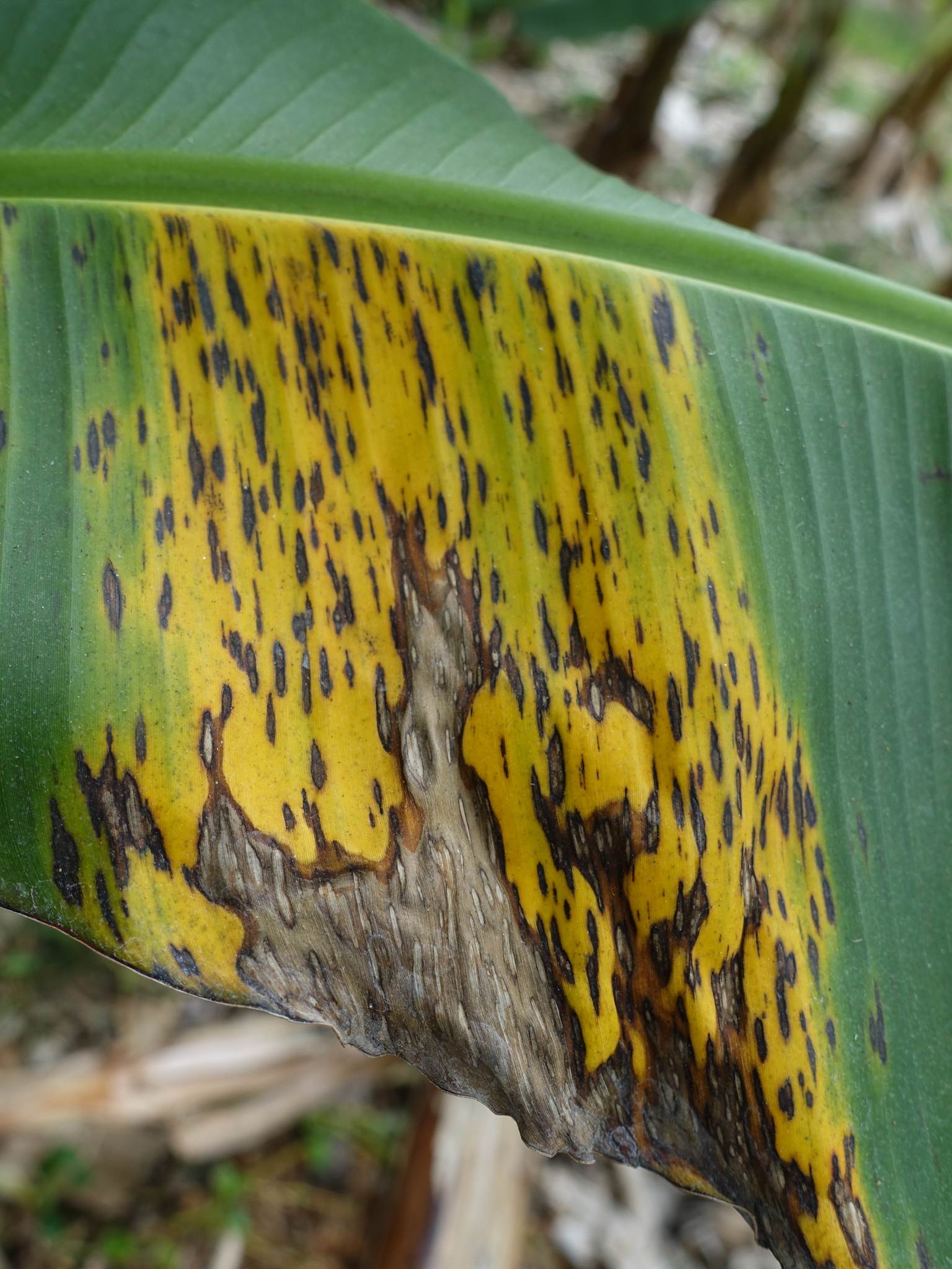 Pseudocercospora fijiensis