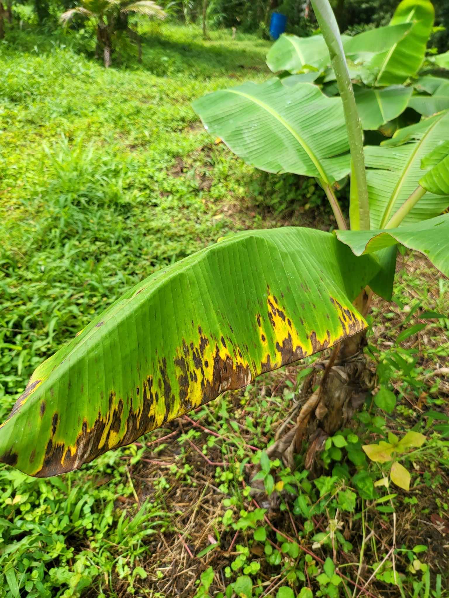 Pseudocercospora fijiensis