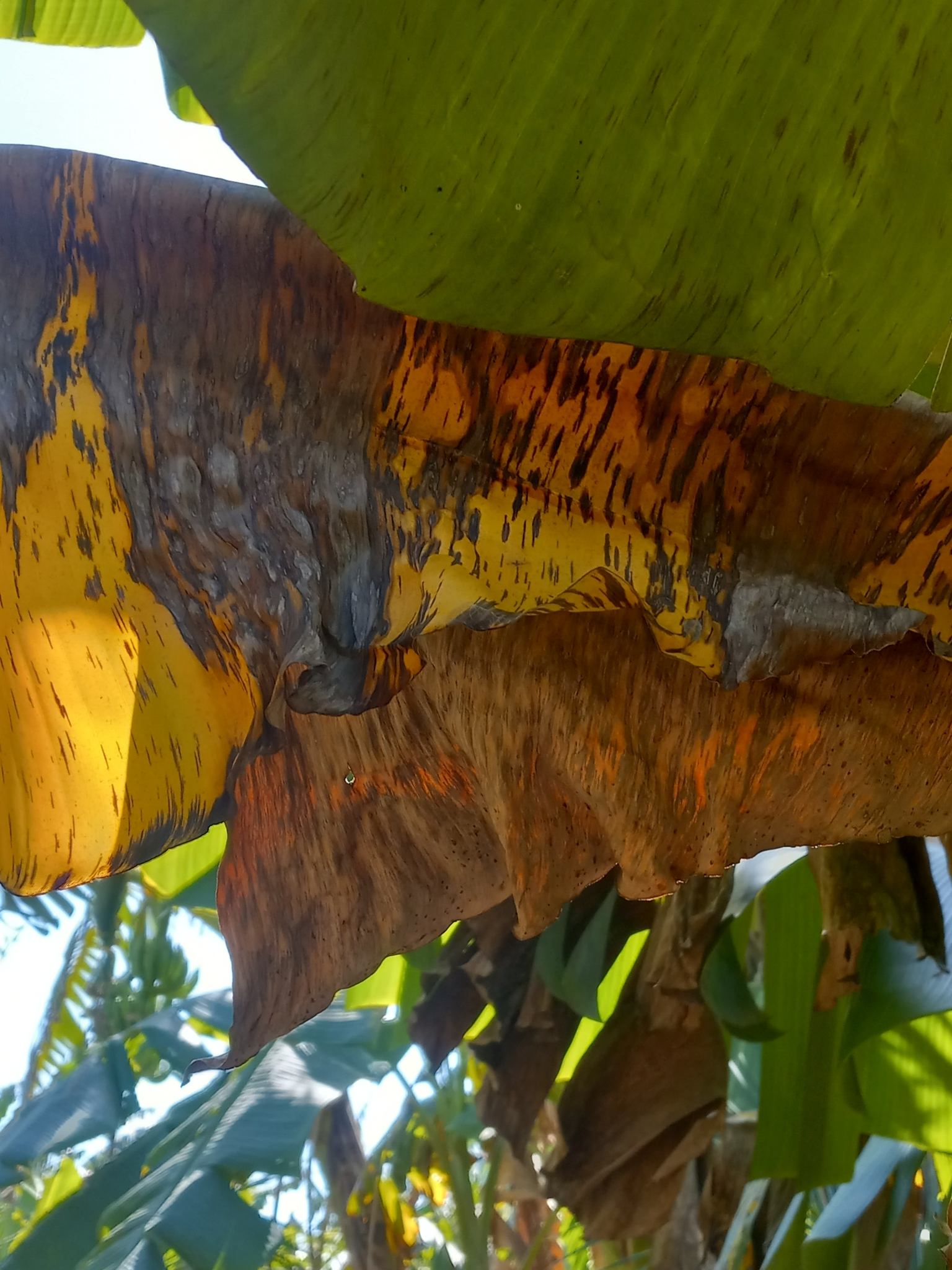 Pseudocercospora fijiensis