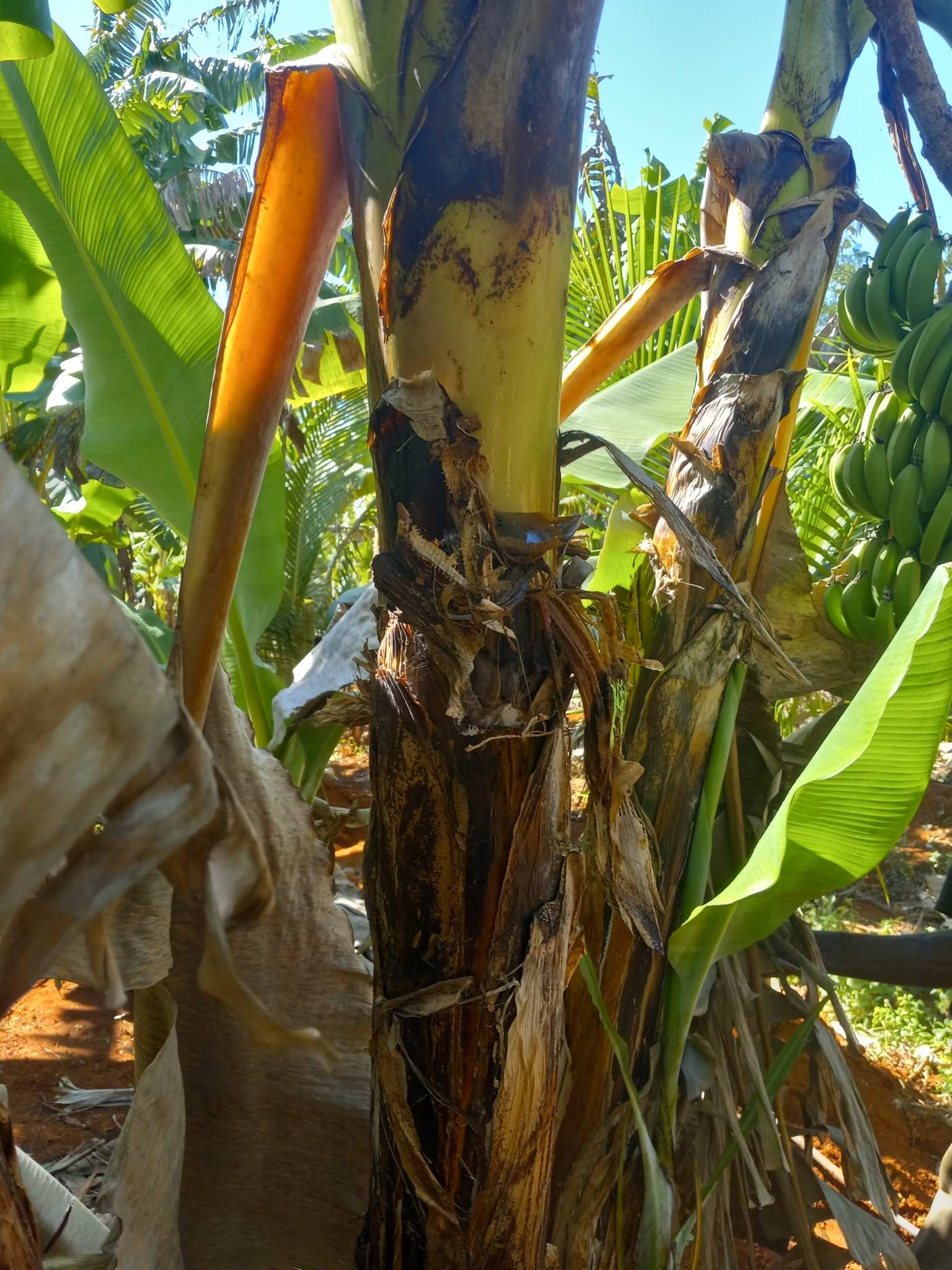Pseudocercospora fijiensis