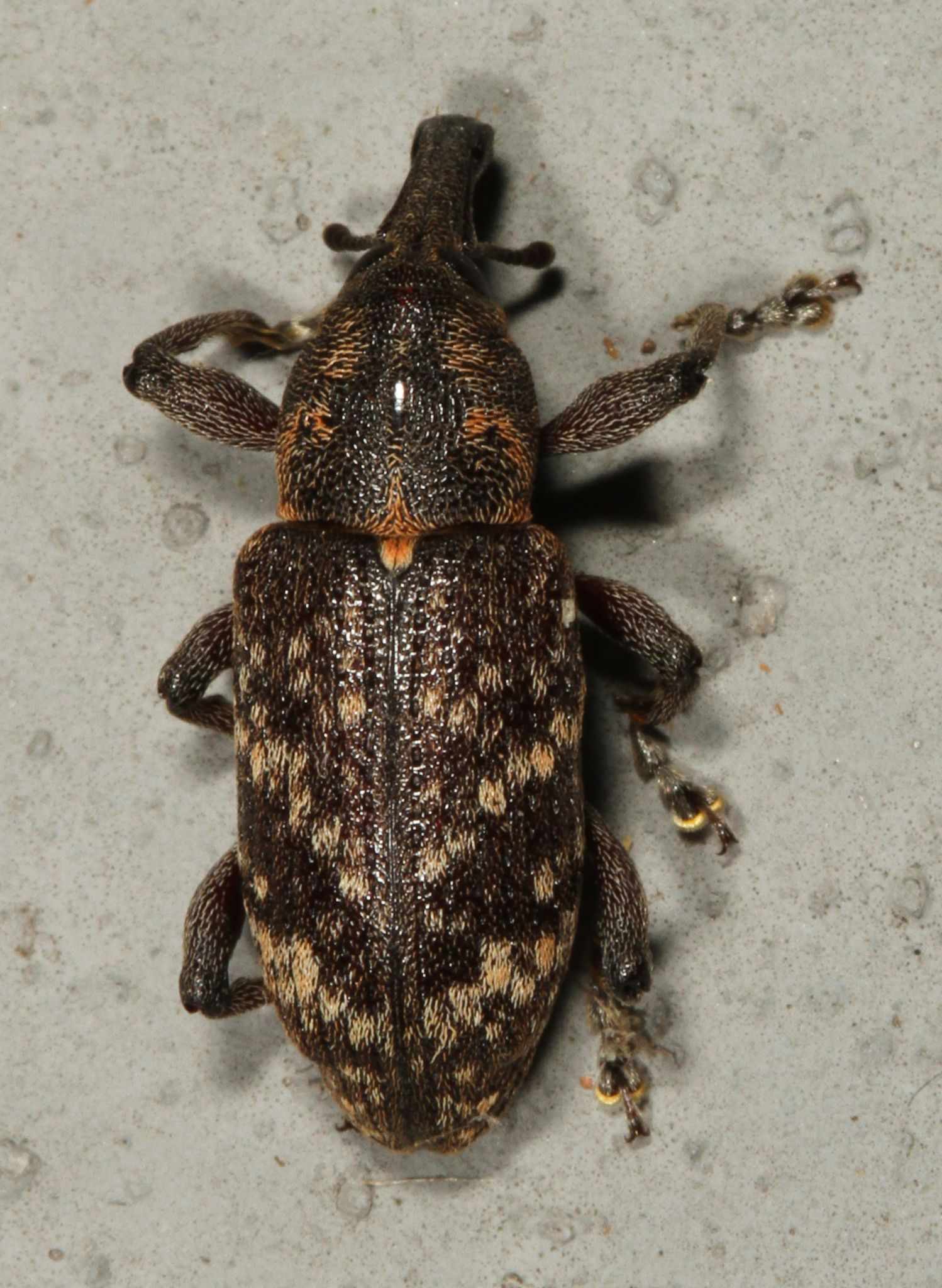Hylobius pales
