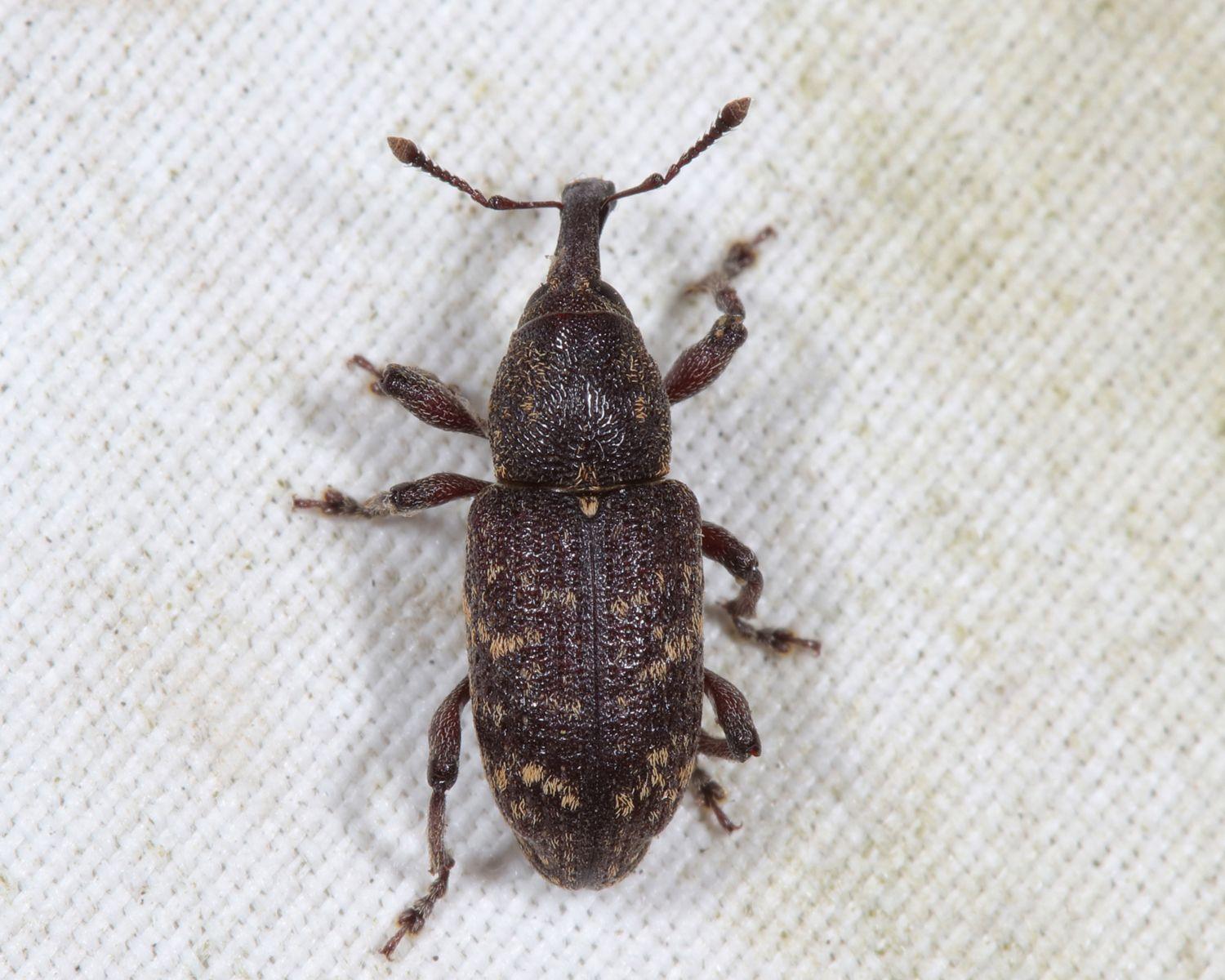 Hylobius pales