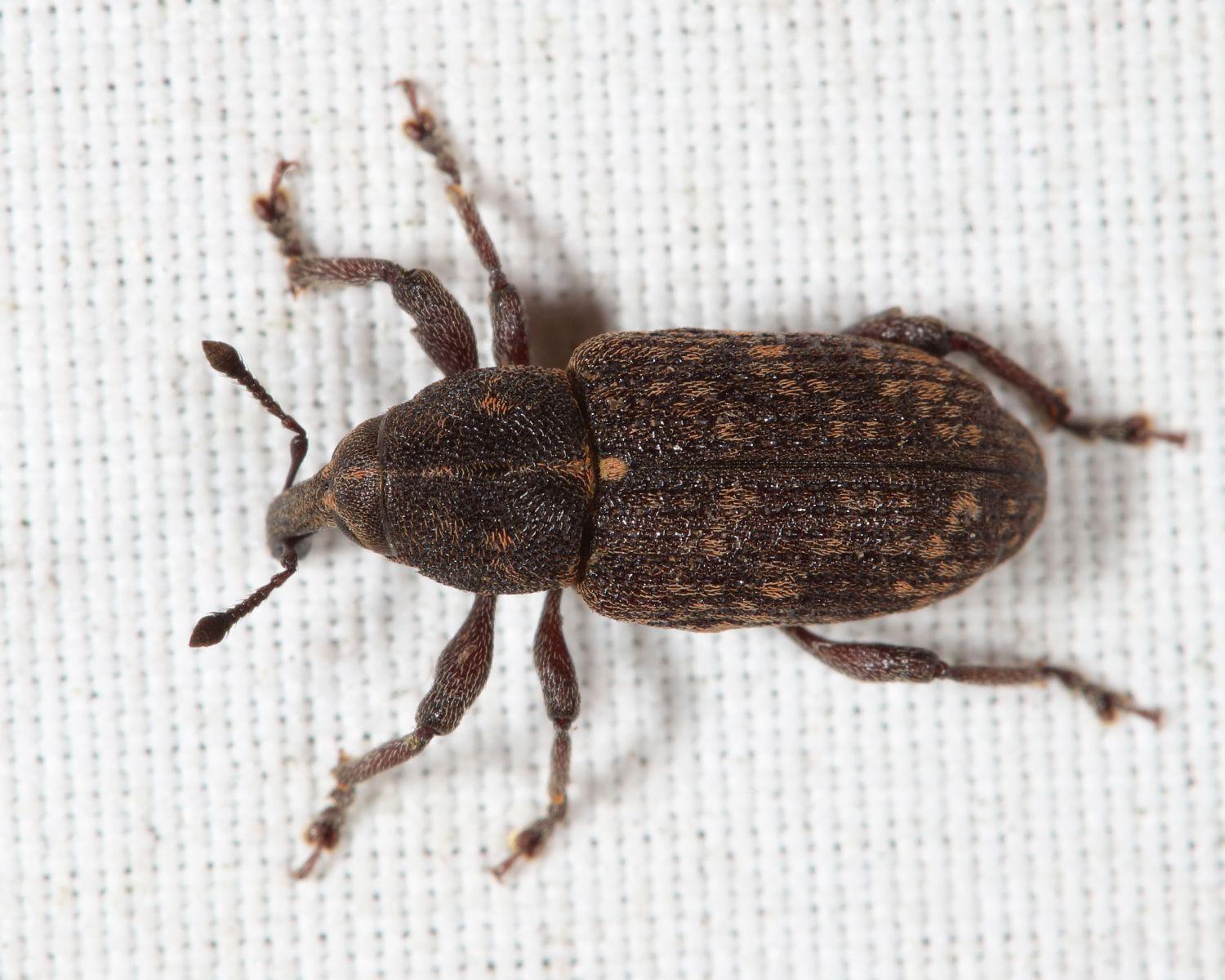 Hylobius pales