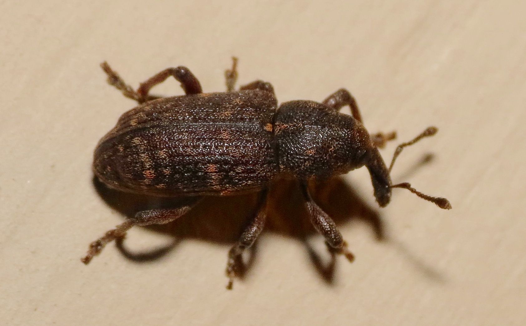 Hylobius pales