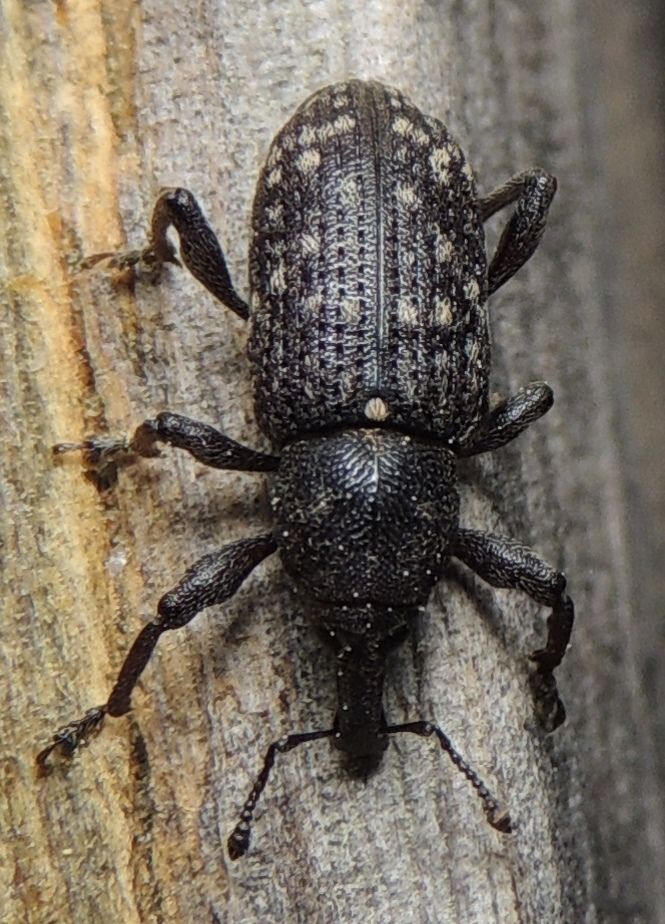 Hylobius pales