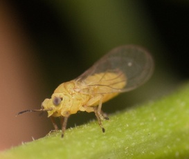 Calophya