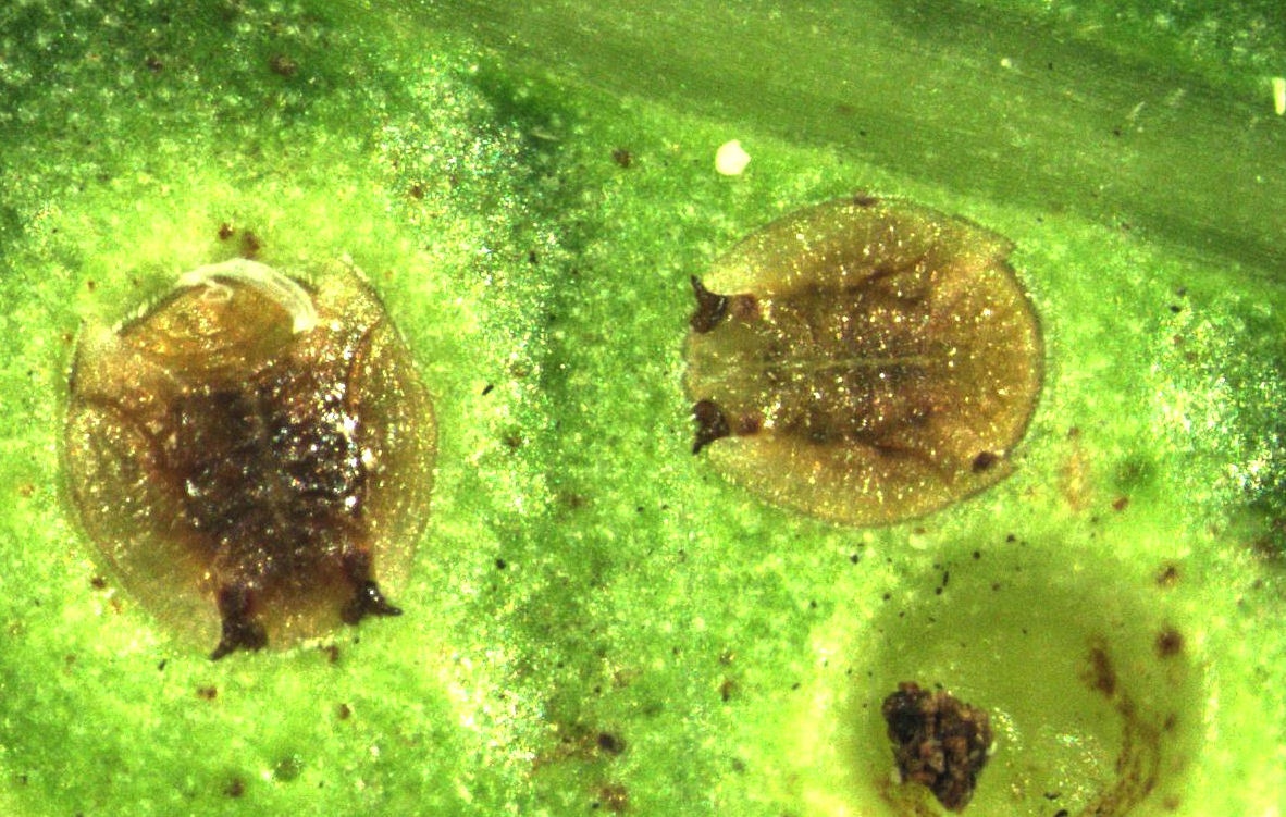 Calophya