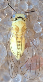 Calophya