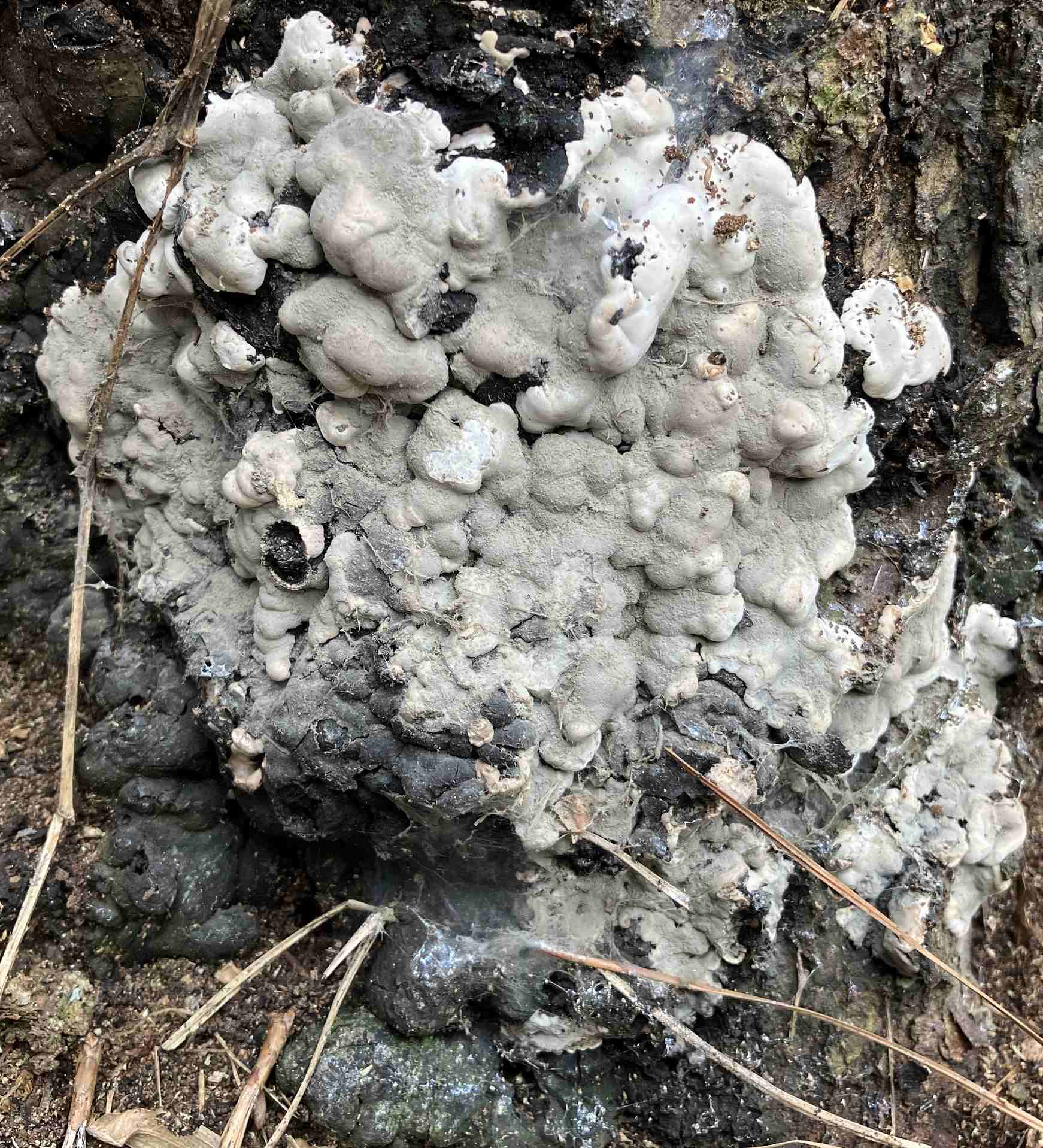Ustulina deusta