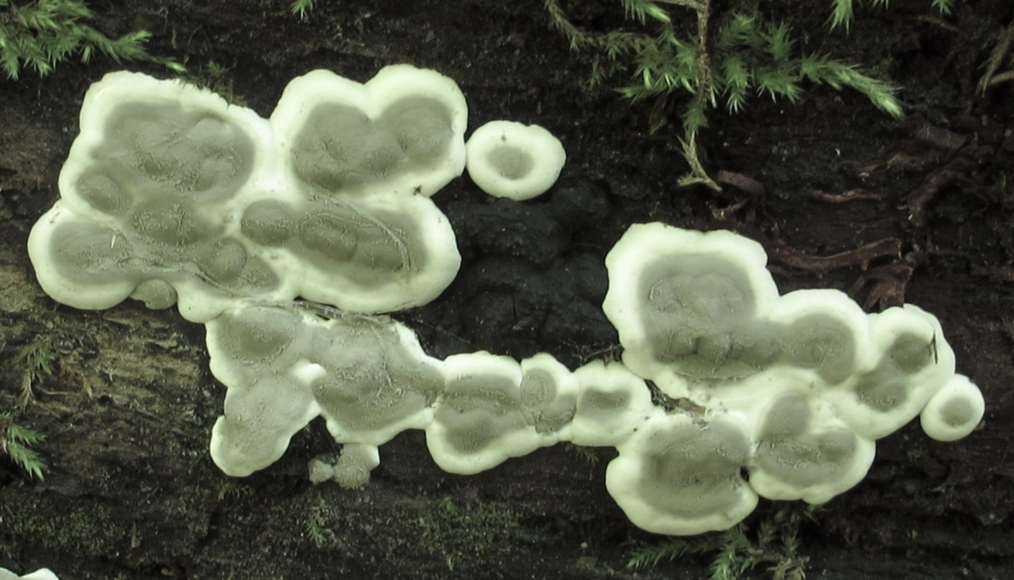Ustulina deusta