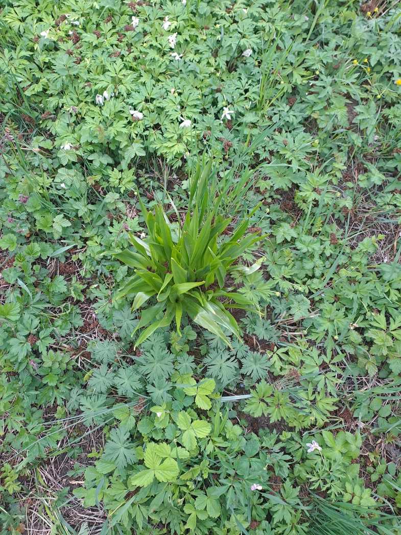 Urocystis colchici