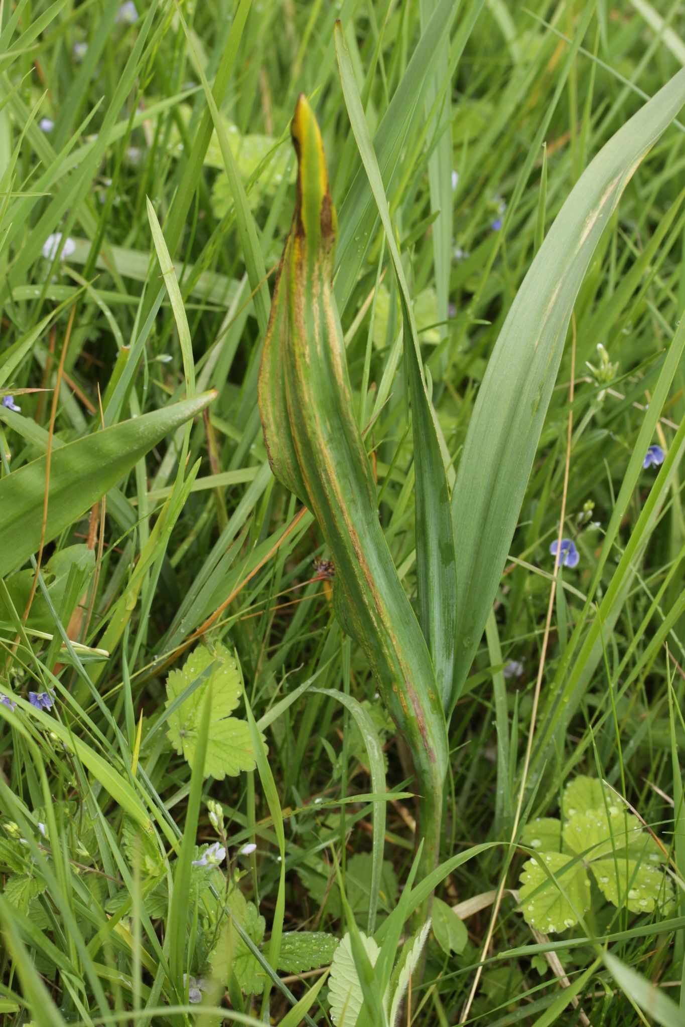 Urocystis colchici
