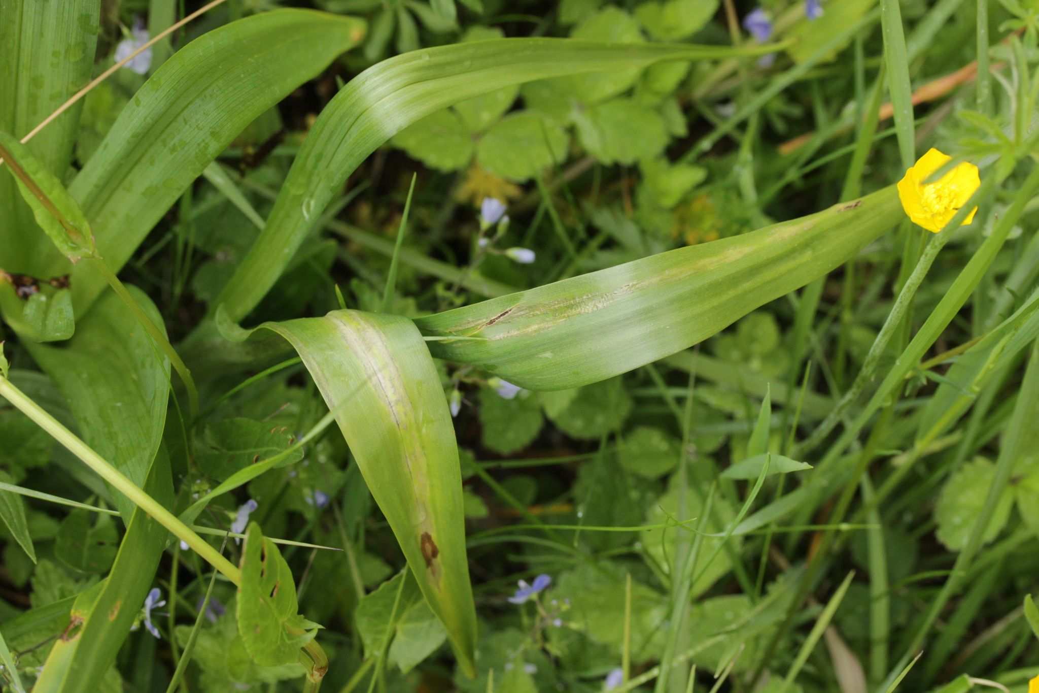 Urocystis colchici