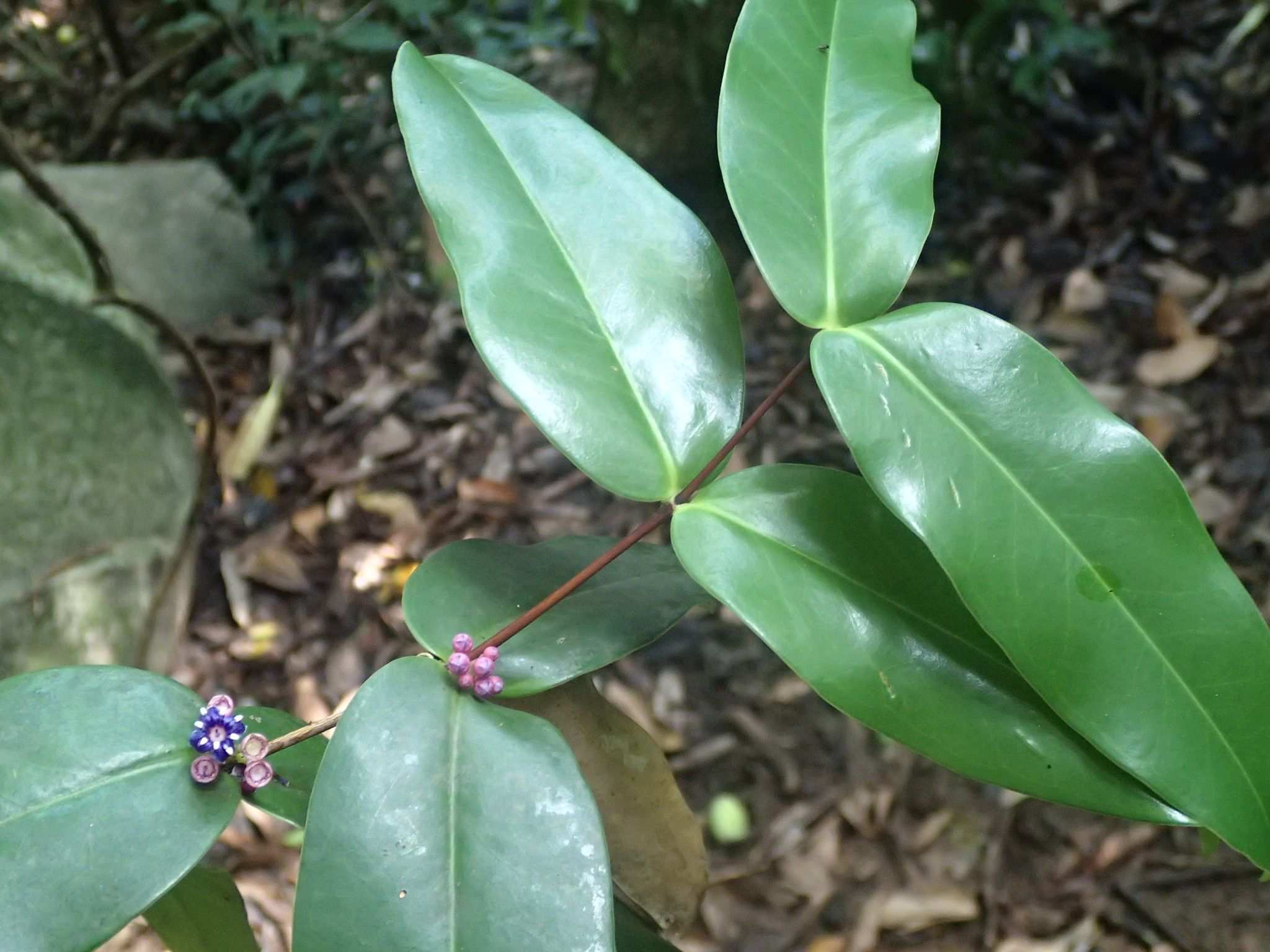 Memecylon caeruleum
