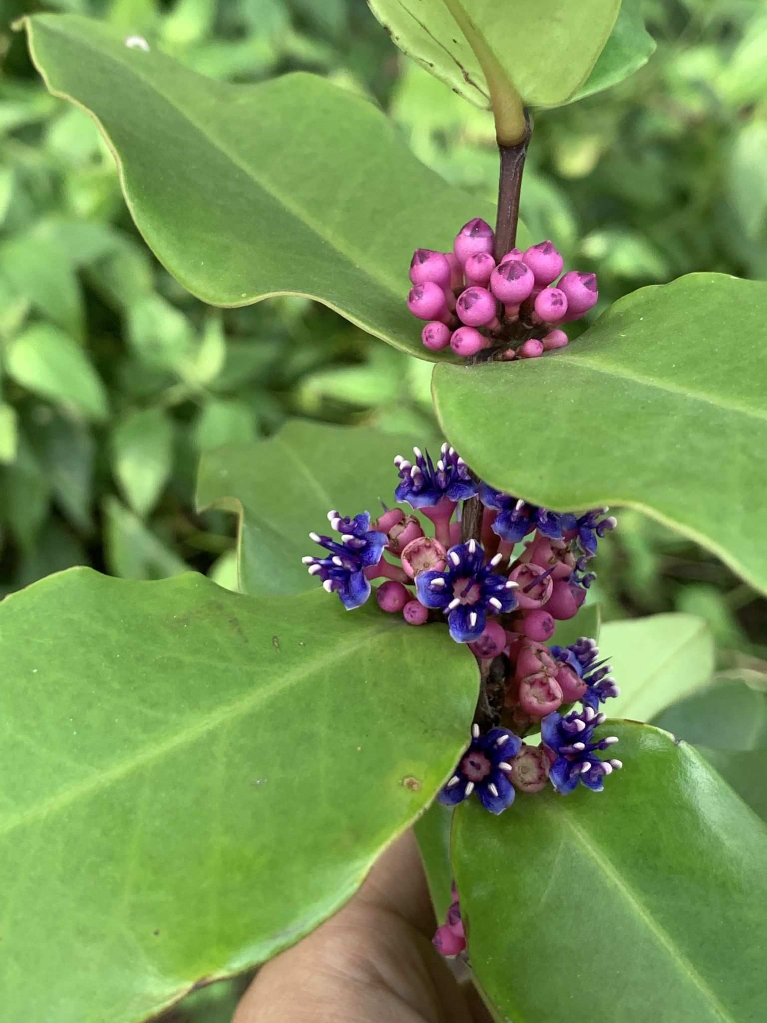 Memecylon caeruleum
