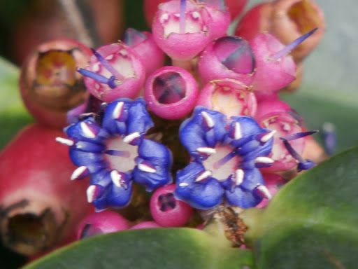 Memecylon caeruleum
