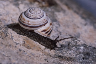 Macularia sylvatica