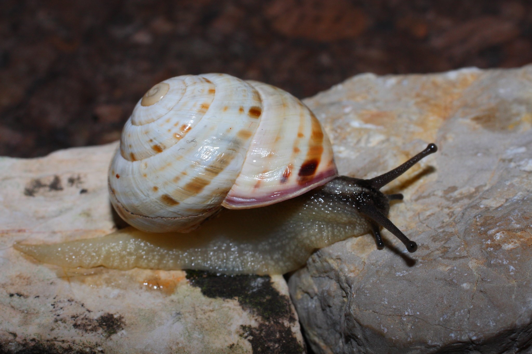 Macularia sylvatica