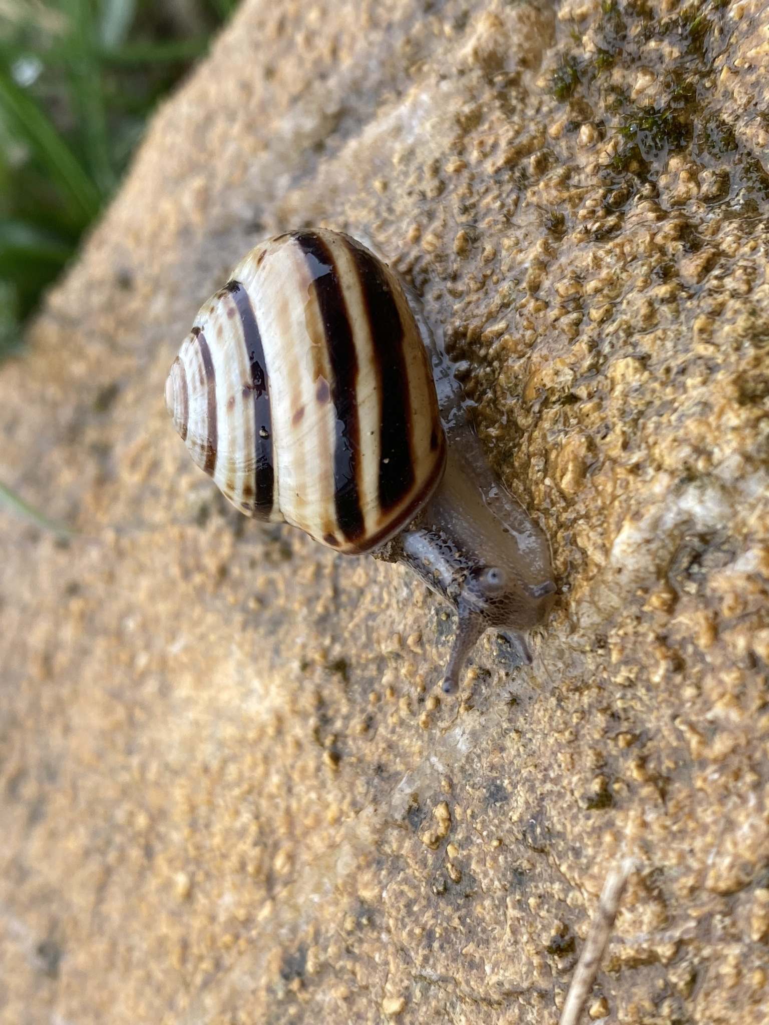 Macularia sylvatica
