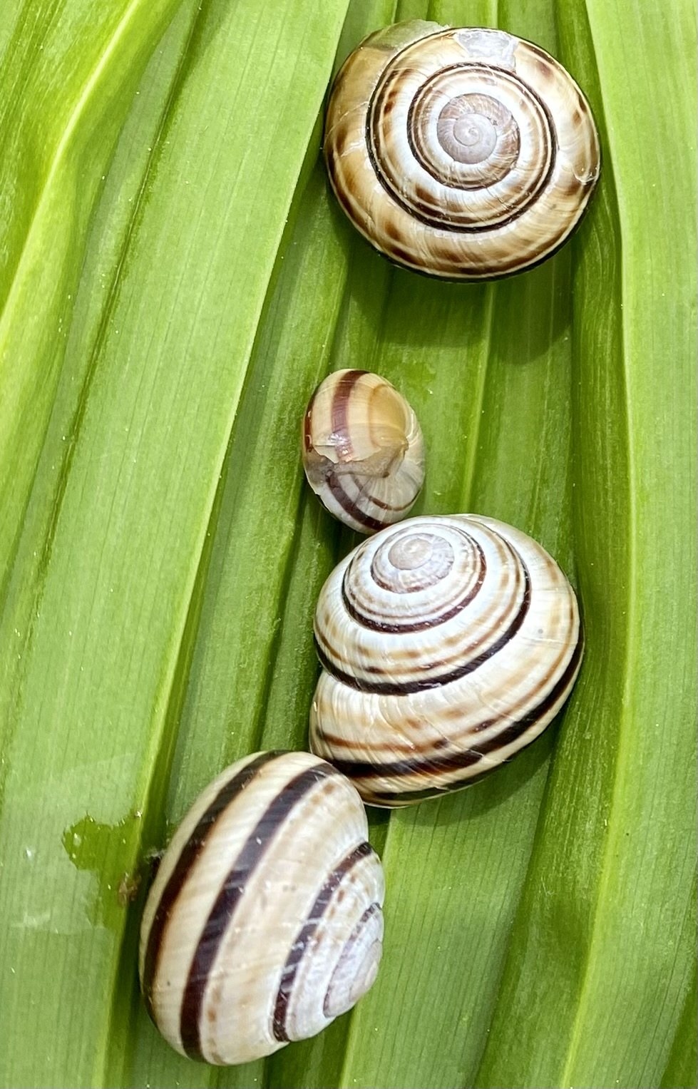 Macularia sylvatica