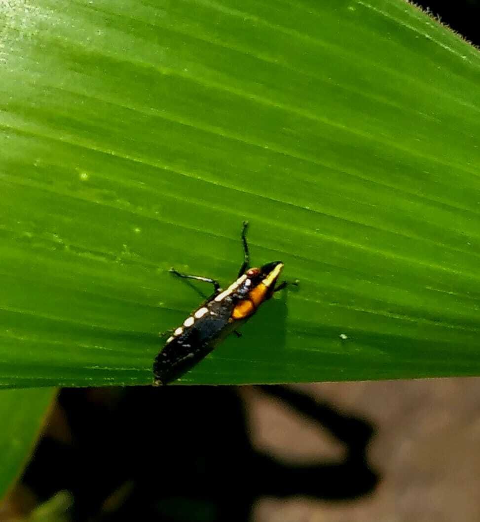 Phera centrolineata