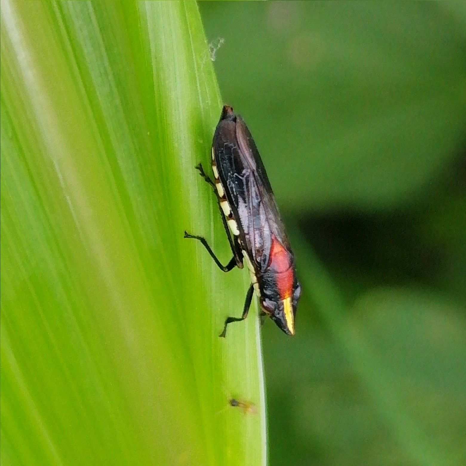 Phera centrolineata