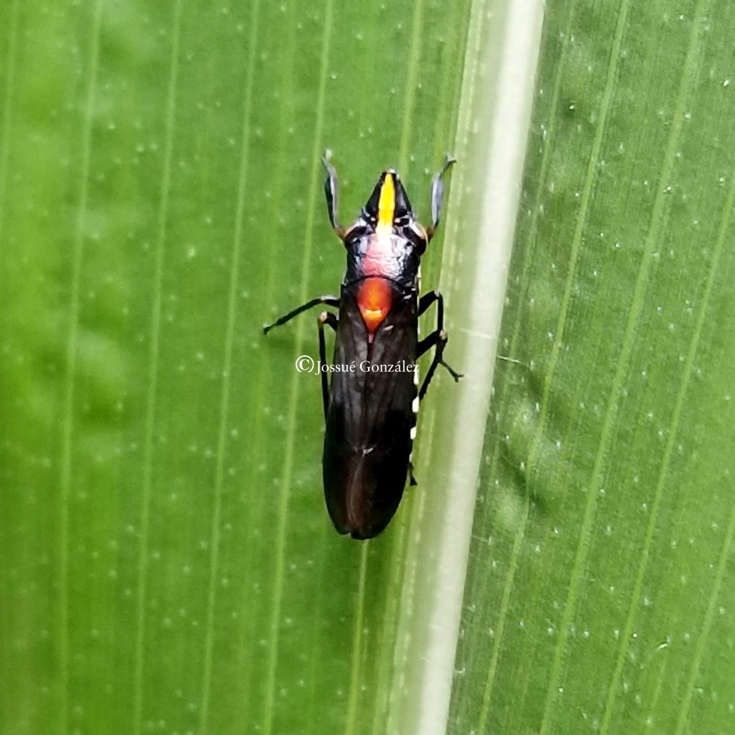 Phera centrolineata