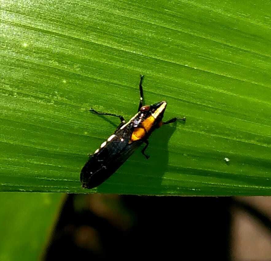 Phera centrolineata