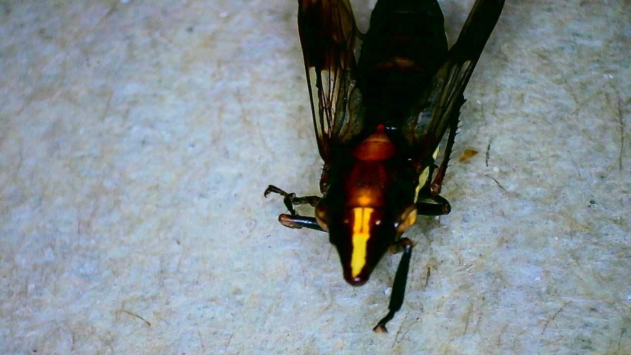 Phera centrolineata