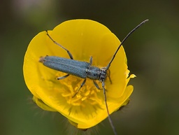 Phytoecia