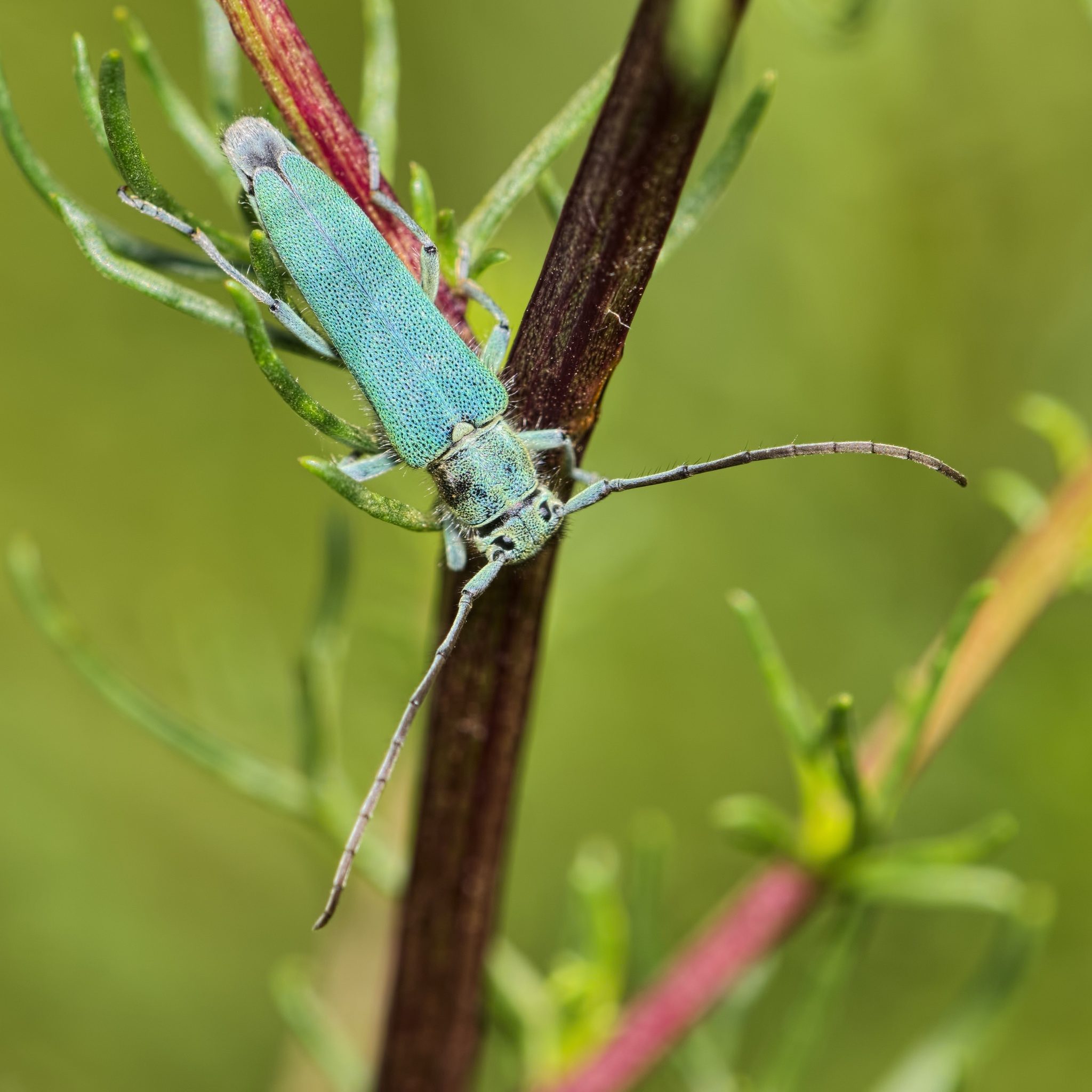 Phytoecia