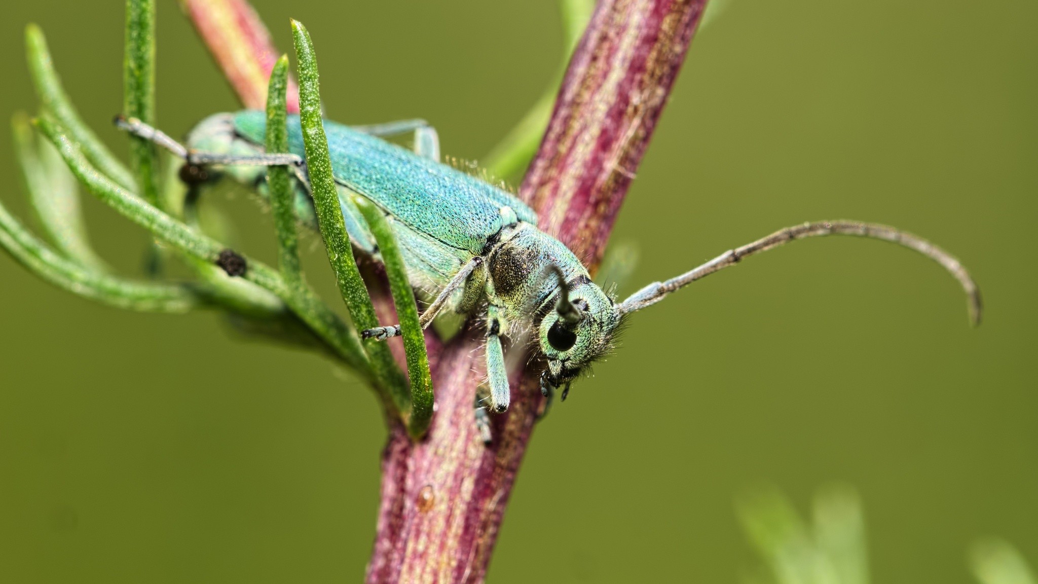 Phytoecia